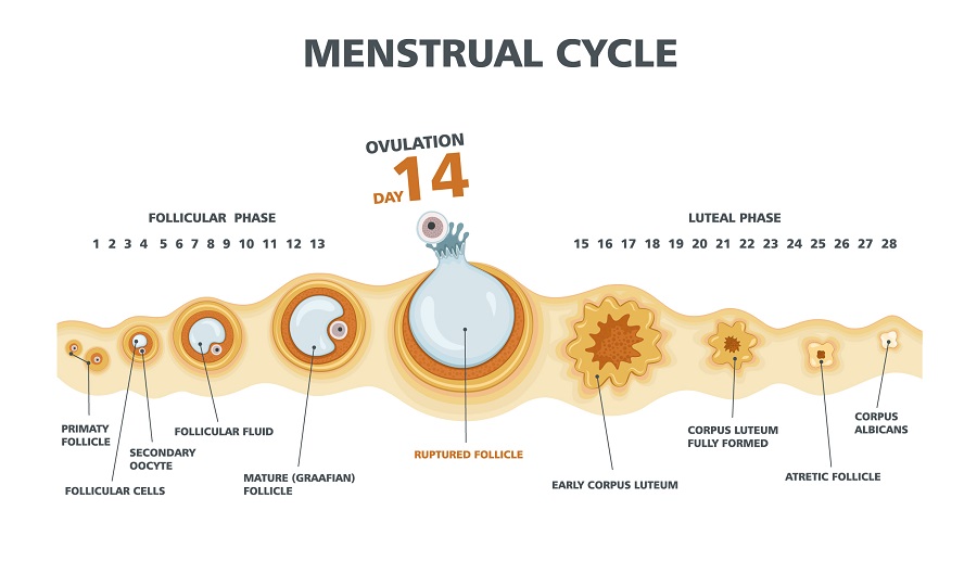 Natrlich und kostengnstig: die Mini IVF - Storchgeflster - Kinderwunsch  & Schwangerschaft